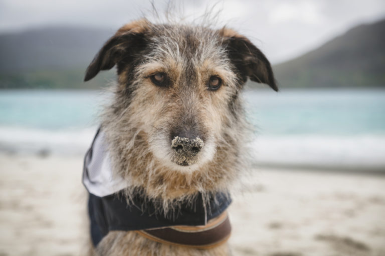 Norwegenurlaub mit Hund Bestimmungen, Tipps und Packliste The